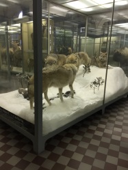 zoological museum